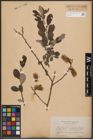 Foto von Salix cinerea L.